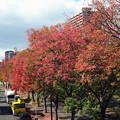Photos: 【ネガ】街路樹の紅葉（後ろ側）