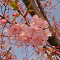 桜（2013）