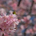 Photos: 河津桜が見ごろに