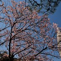 Photos: 寒桜満開