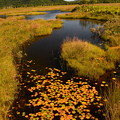 初秋の池塘