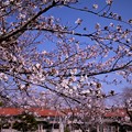 思い出の桜