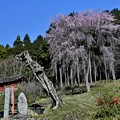 日枝神社の桜
