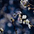 Photos: 十月桜？