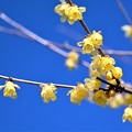 Photos: 新春の香り