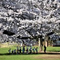 Photos: 桜の下で