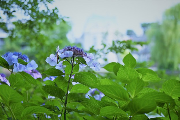 公園の紫陽花