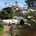 自宅の白い花みず木が満開でした。
