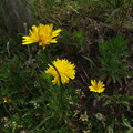 黄色い花（ブタナでした）