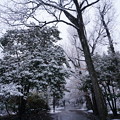Photos: 雪の武蔵関公園 １