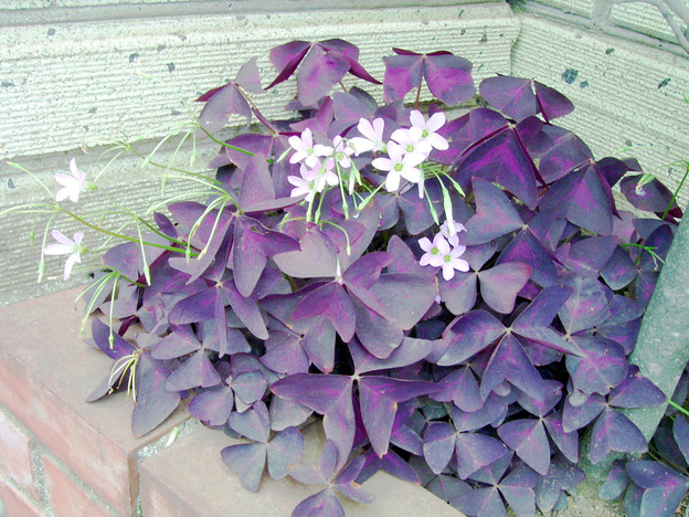 オキザリス 紫の舞 カタバミ科 0618 043 写真共有サイト フォト蔵