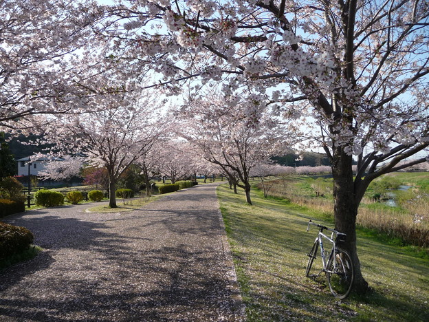 引地川親水公園の桜とレモン６
