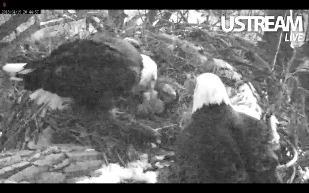 ハクトウワシの孵化した雛鳥２羽と親鳥２羽
