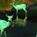Photos: 奈良 水の中の鹿達 ソラリゼーション モドキ／デジタル
