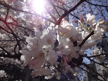 2013.3.21　目黒川の桜