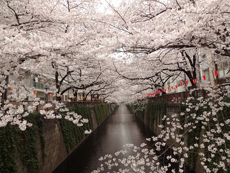 2013.3.25　目黒川の桜　中目黒駅から上流へ４つめの橋