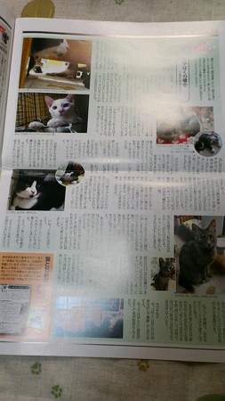 猫とも新聞に載せてもらいました！