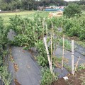 Photos: 台風１８号被害