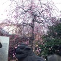 Photos: 13.02.26.北野神社（文京区）