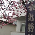 Photos: 14.02.27.北野神社（牛天神。文京区春日）