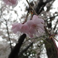 Photos: 14.04.03.白山神社（文京区白山）