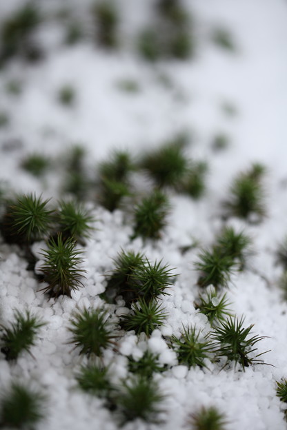 Photos: 小さな森林(2)　　杉苔と霰(アラレ）　雪原のように？