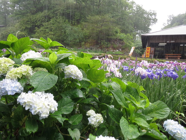 Photos: 雨の紫陽花と花菖蒲。