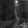 Photos: 竹林の小径。