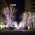 光の街路樹