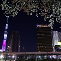 夜桜ハイライト
