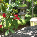 Photos: 庭の花