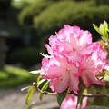 Photos: 庭の花3