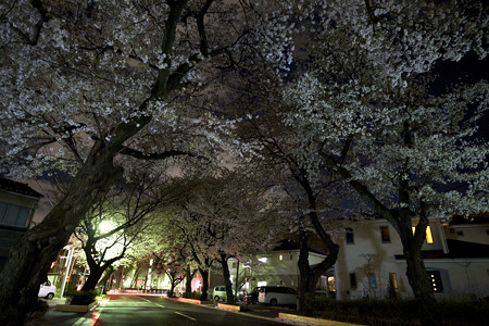 1夜桜