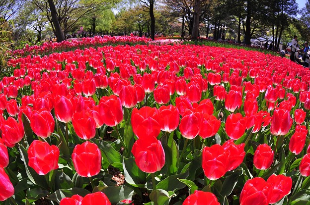 赤いカーペットみたいなレッドチューリップ・・昭和記念公園20130413