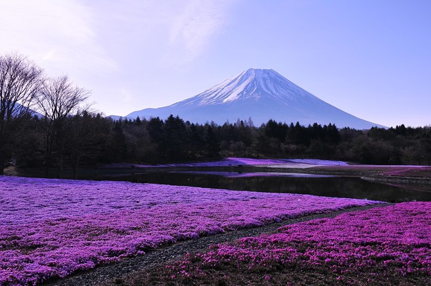 静寂な朝の富士芝桜と富士山・・・20130429