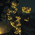 Photos: 夜光桜