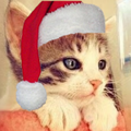 Photos: クリスマス用Twitterアイコン