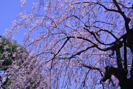 日比谷公園の桜2