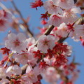 日立紅寒桜