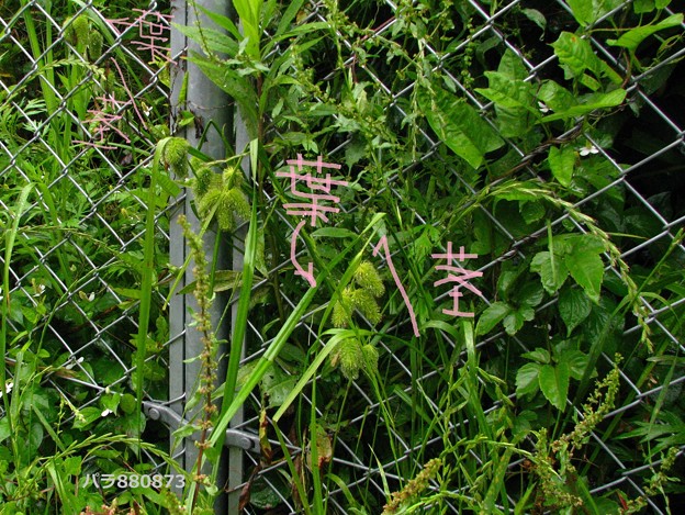 ジョウロウスゲの茎と葉