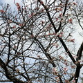 神田橋の桜が咲いていた！春はもう直ぐ！