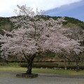 20170412_桜（豊川、新城、飯田）