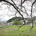 2024年3月31日 いきなり桜満開