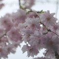 写真: 桜淵公園の桜８