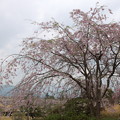 写真: 桜淵公園の桜１０