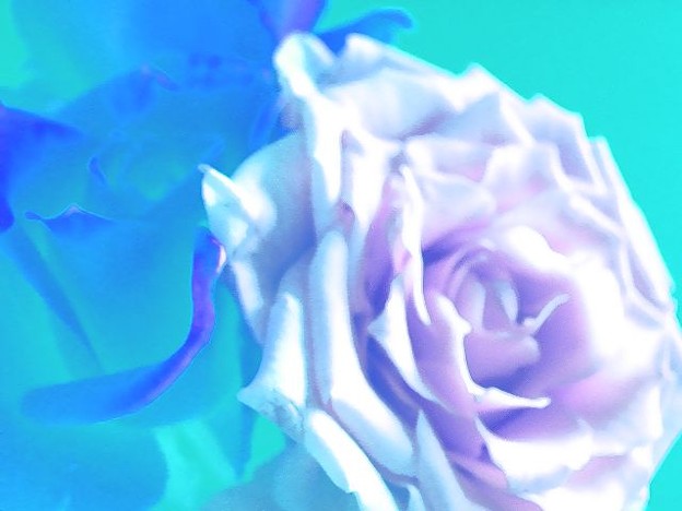 white rose1