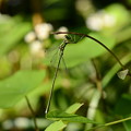 写真: 大青糸蜻蛉（オオアオイトトンボ）