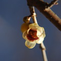 写真: 咲き始めた蝋梅（ロウバイ）