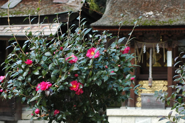 写真: 宗像神社の山茶花（サザンカ）