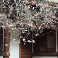 写真: 社務所前の十月桜